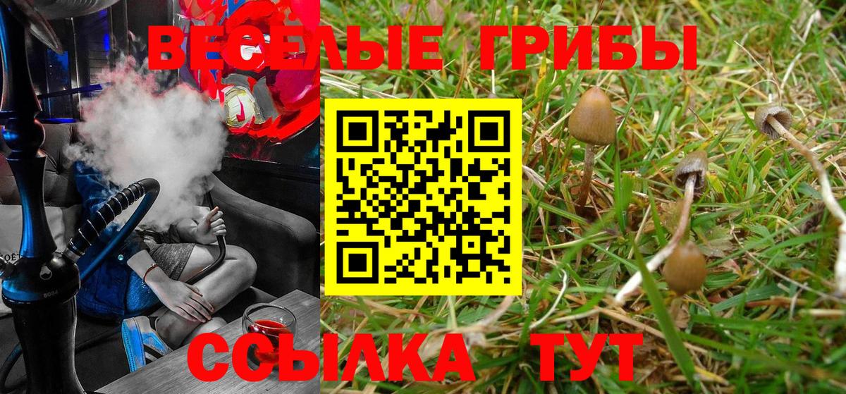 наркота  Вход с VPN  Краснознаменск  Псилоцибиновые грибы Psilocybe 